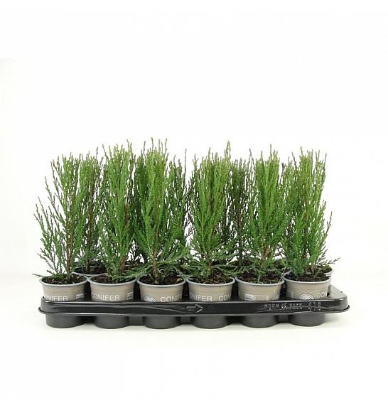 Chamaecyparis lawsoniana Little Spire Ø9