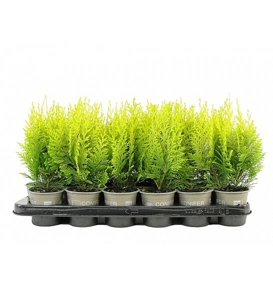 Chamaecyparis lawsoniana Ivonne Ø9