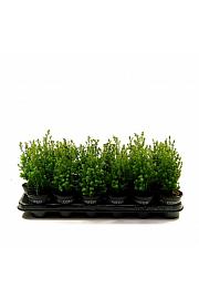 Chamaecyparis lawsoniana Ivonne Ø9