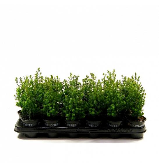 Chamaecyparis lawsoniana Ivonne Ø9