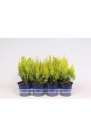 Chamaecyparis lawsoniana Ivonne Ø11 10-15 cm