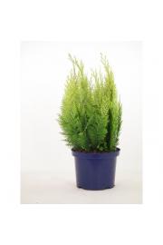 Chamaecyparis lawsoniana Ivonne C5 Lit. 40-60 cm