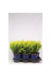 Chamaecyparis lawsoniana Ivonne C2 Lit. 30-40 cm