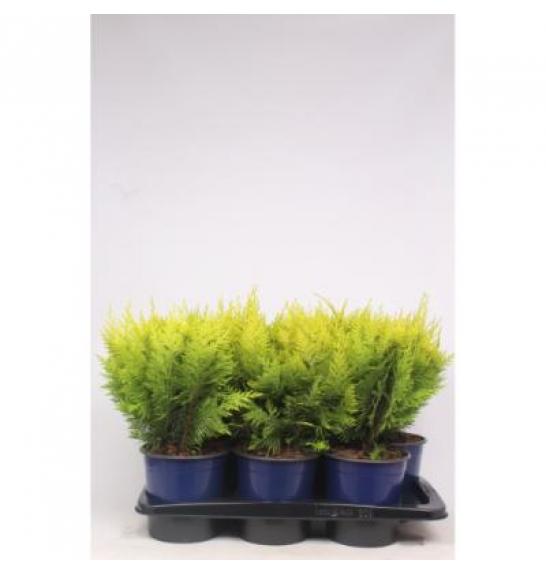 Chamaecyparis lawsoniana Ivonne C2 Lit. 30-40 cm