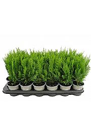 Chamaecyparis lawsoniana Green Pillar Ø9