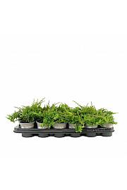 Chamaecyparis lawsoniana Green Pillar Ø9
