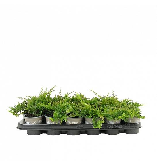 Chamaecyparis lawsoniana Green Pillar Ø9