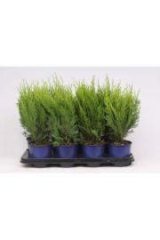 Chamaecyparis lawsoniana Green Pillar C1 Lit. 20-30 cm