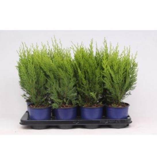 Chamaecyparis lawsoniana Green Pillar C1 Lit. 20-30 cm