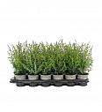 Chamaecyparis lawsoniana Globosa Ø9