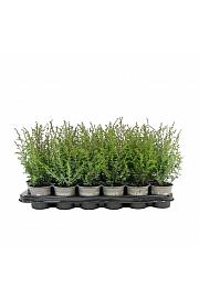 Chamaecyparis lawsoniana Globosa Ø9