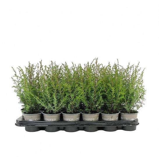 Chamaecyparis lawsoniana Globosa Ø9