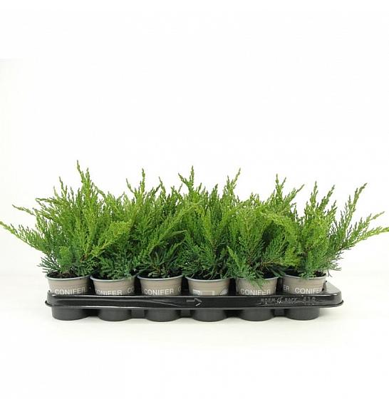 Chamaecyparis lawsoniana Erecta Aurea Ø9