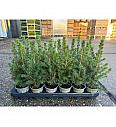 Chamaecyparis lawsoniana Ellwoodi Ø11