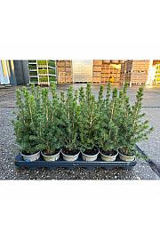 Chamaecyparis lawsoniana Ellwoodi Ø11