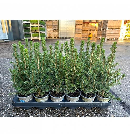 Chamaecyparis lawsoniana Ellwoodi Ø11