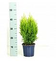 Chamaecyparis lawsoniana Ellwood's Empire Ø15 20-30 cm