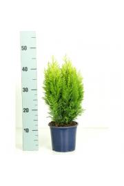 Chamaecyparis lawsoniana Ellwood's Empire Ø15 20-30 cm