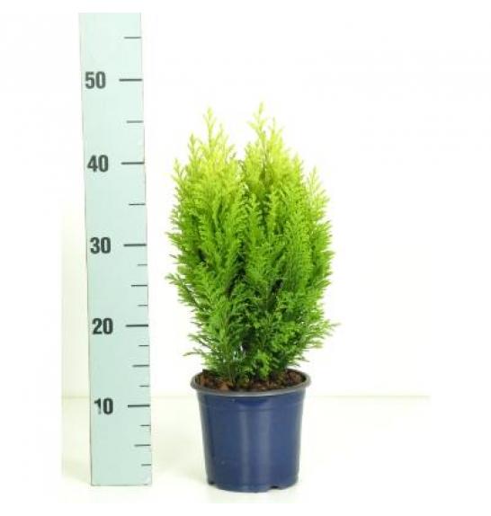 Chamaecyparis lawsoniana Ellwood's Empire Ø15 20-30 cm