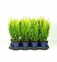 Chamaecyparis lawsoniana Ellwood's Empire C1 Lit. 15-20 cm