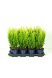 Chamaecyparis lawsoniana Ellwood's Empire C1 Lit. 15-20 cm