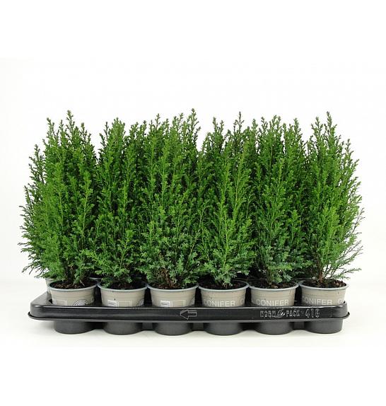 Chamaecyparis lawsoniana Ellwodii Ø9