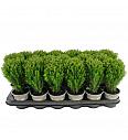 Chamaecyparis lawsoniana Ellwodii Ø9