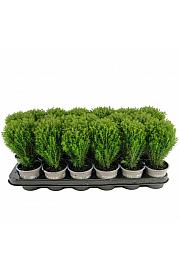 Chamaecyparis lawsoniana Ellwodii Ø9