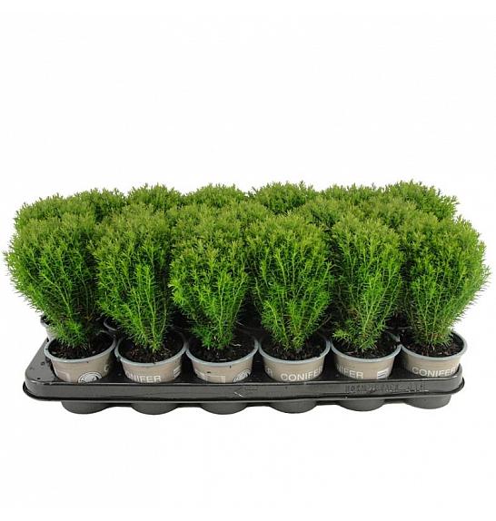 Chamaecyparis lawsoniana Ellwodii Ø9