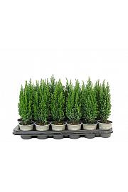 Chamaecyparis lawsoniana Ellw. Pillar Ø9