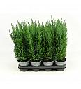 Chamaecyparis lawsoniana Ellw. Empire Ø9