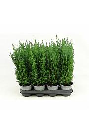 Chamaecyparis lawsoniana Ellw. Empire Ø9