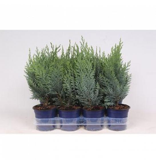 Chamaecyparis lawsoniana Columnaris Ø11 15-20 cm