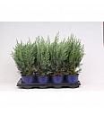 Chamaecyparis lawsoniana Columnaris C1 Lit. 20-30 cm