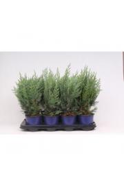 Chamaecyparis lawsoniana Columnaris C1 Lit. 20-30 cm