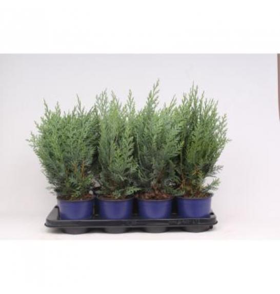 Chamaecyparis lawsoniana Columnaris C1 Lit. 20-30 cm