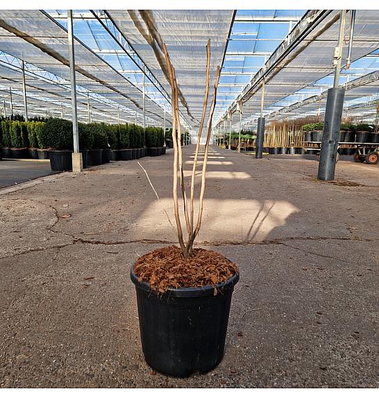 Cercis chinensis Avondale C11 Lit. 40-50 cm