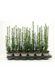Cephalotaxus harringtonia Korean Gold Ø9