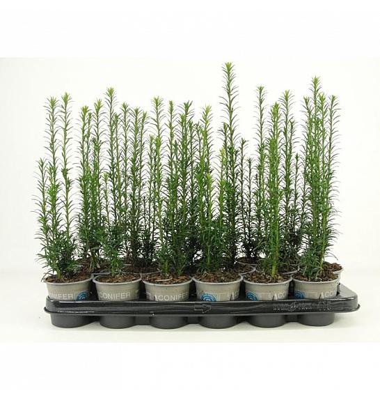 Cephalotaxus harringtonia Korean Gold Ø9