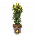 Cephalotaxus harringtonia Korean Gold C5 Lit. 30-40 cm