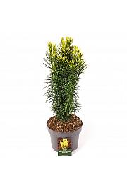 Cephalotaxus harringtonia Korean Gold C5 Lit. 30-40 cm