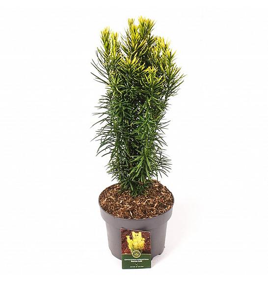 Cephalotaxus harringtonia Korean Gold C5 Lit. 30-40 cm