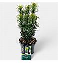 Cephalotaxus harringtonia Korean Gold C2,5 Lit. 30-40 cm
