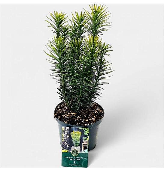 Cephalotaxus harringtonia Korean Gold C2,5 Lit. 30-40 cm