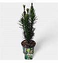 Cephalotaxus harringtonia Fastigiata C2,5 Lit. 30-40 cm