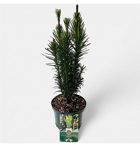 Cephalotaxus harringtonia Fastigiata C2.5 lit. 30-40 cm