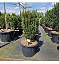 Cephalotaxus harringtonia Fastigiata C65 Lit. 100-120 cm