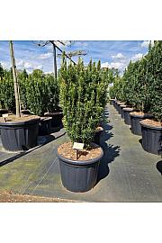 Cephalotaxus harringtonia Fastigiata C65 Lit. 100-120 cm