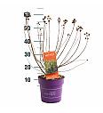 Cephalanthus occ. Fiber Optics® C3 Lit. 40-60 cm