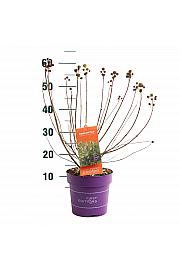 Cephalanthus occ. Fiber Optics® C3 Lit. 40-60 cm